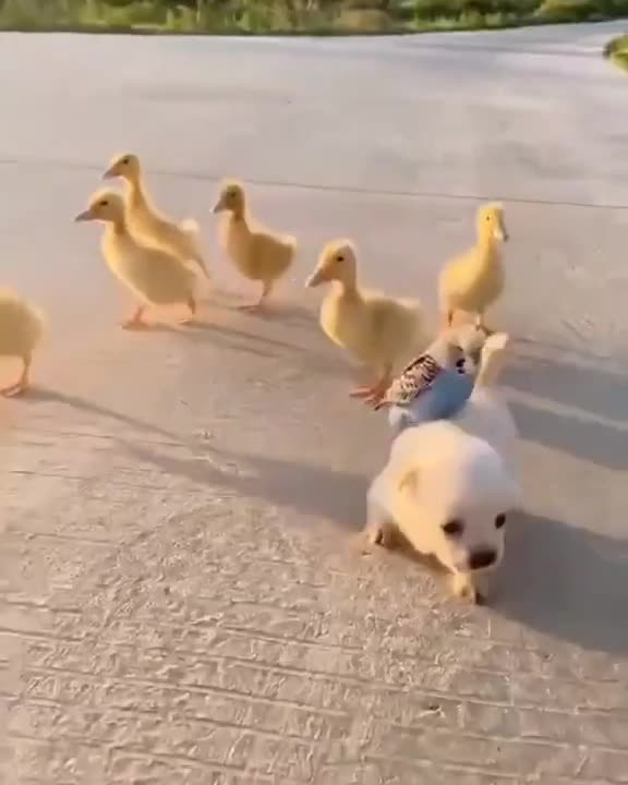 Dog 🐕 and Parrot 🐦 Amezing Friendship Nice