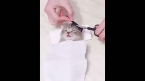 cut cat