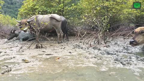 benigning buffalo (animal planet)