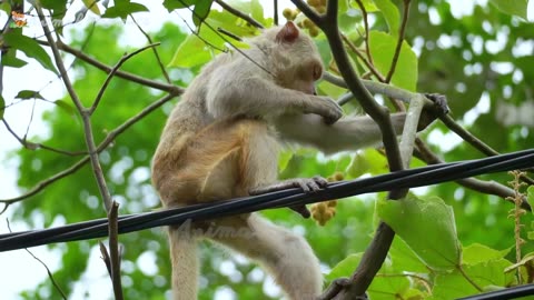 Cute little animals - Dog, cat, chicken, elephant, cow, tortoise - Animal sounds