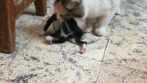 Mummy Angeila Moves Her Black Kitten