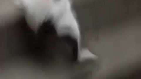 cats fighting 😼😼😼 !!!!