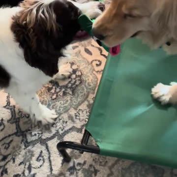 Golden Retriever & Springer Spaniel Playing With a Barkbox Fish Toy #dog #goldenretriever