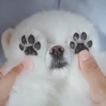 Little baby dogs new 2