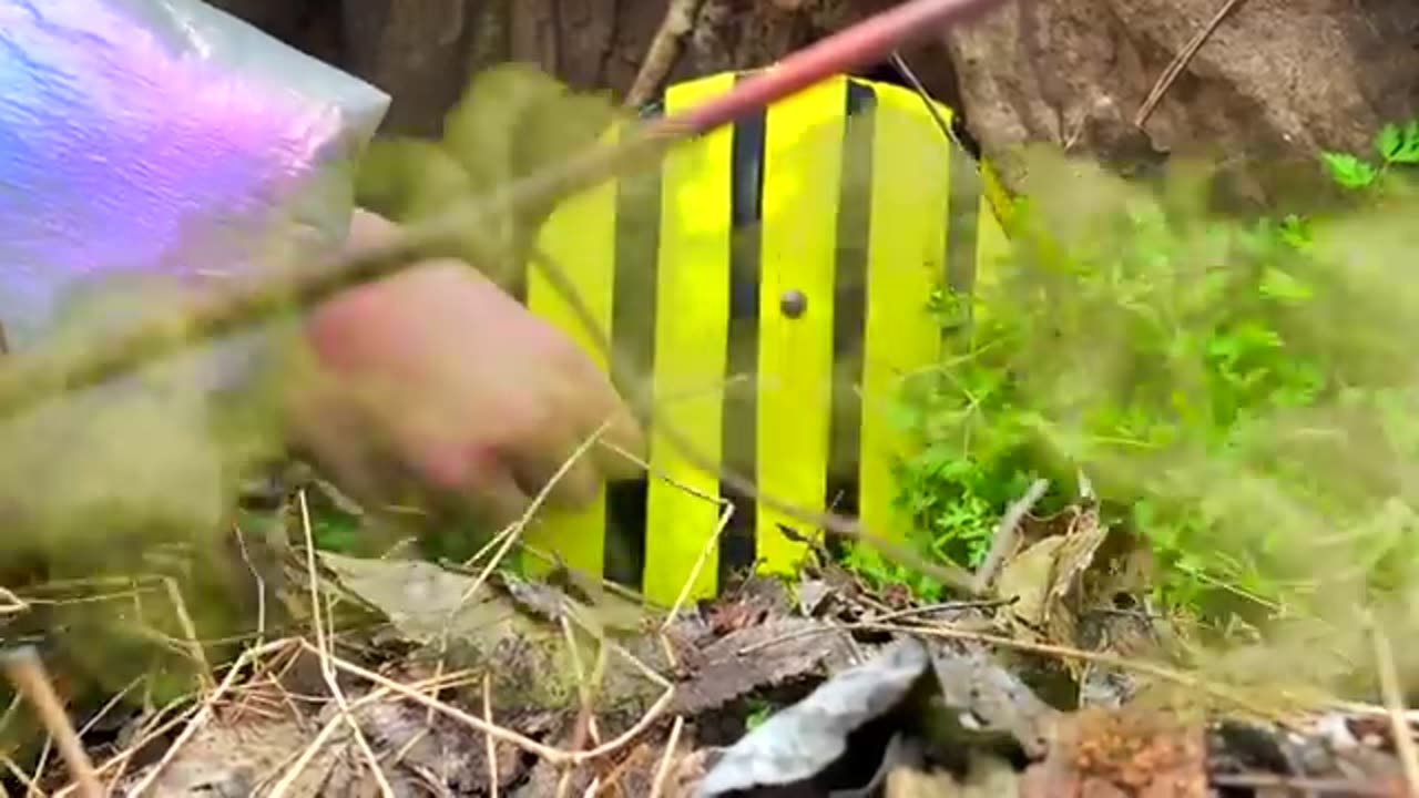 RESCUE the Smallest KITTEN in the World