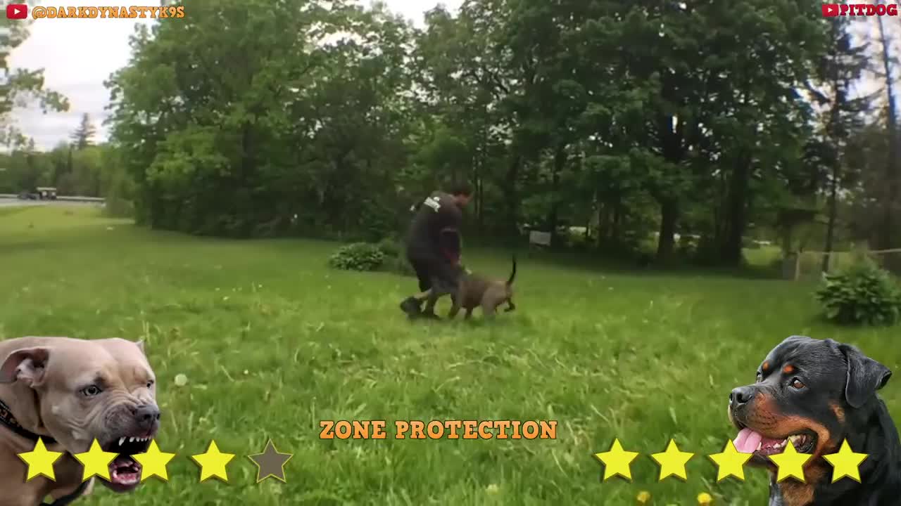 #1 Pitbull Vs Rottweiler Comparison | Rottweiler vs Pitbull - PITDOG #Ethiopia