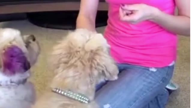 dog training video ,fun dog train train your dog