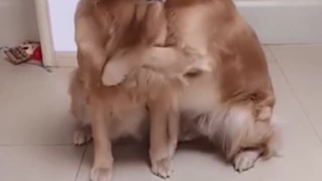 Cute dogs hugging each other 🐕😍