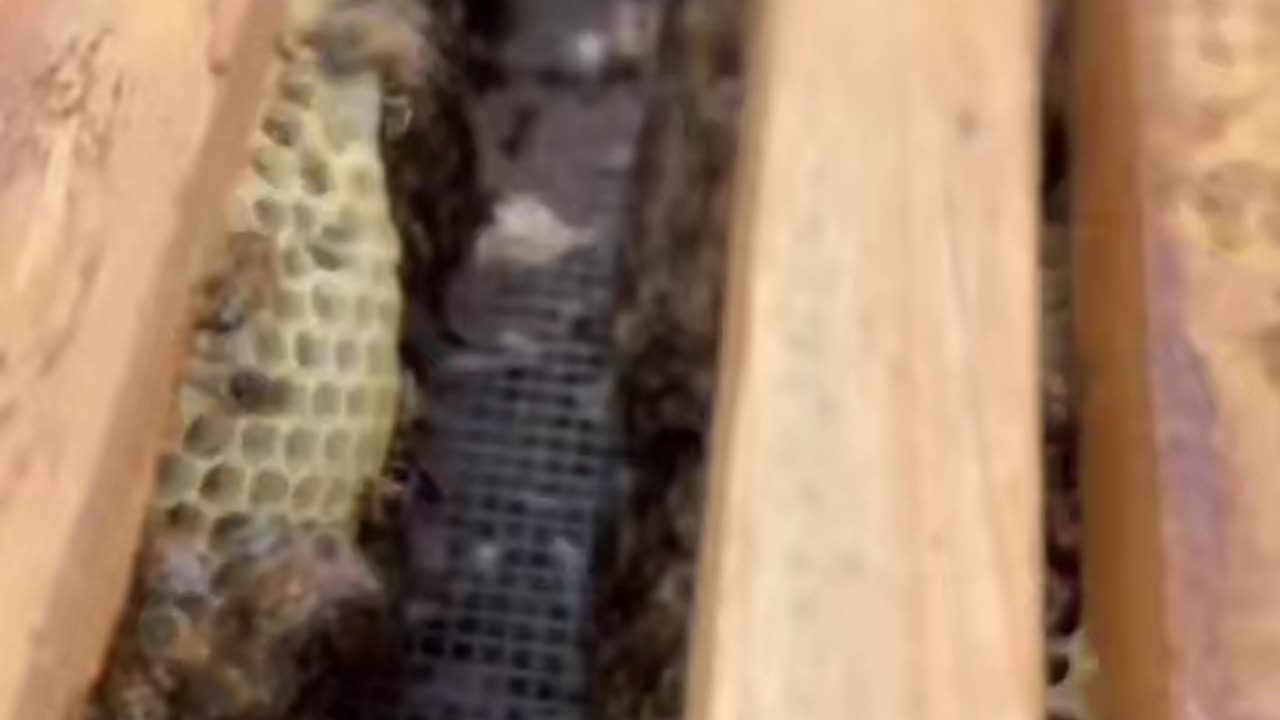 Did You Know This About Jamican Honey Bees?
