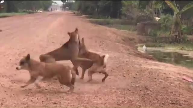 Amazing dogs fighting for help other dog on street compilation