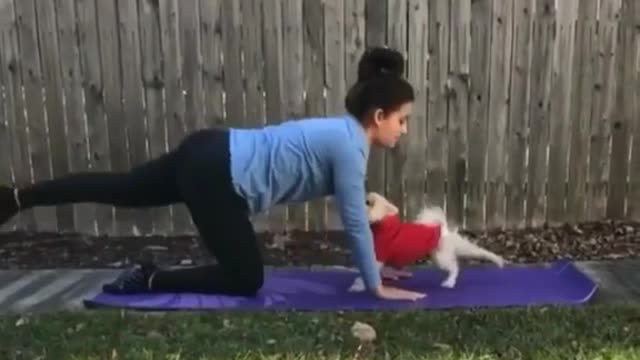 DOG COPIES MOM DOING YOGA