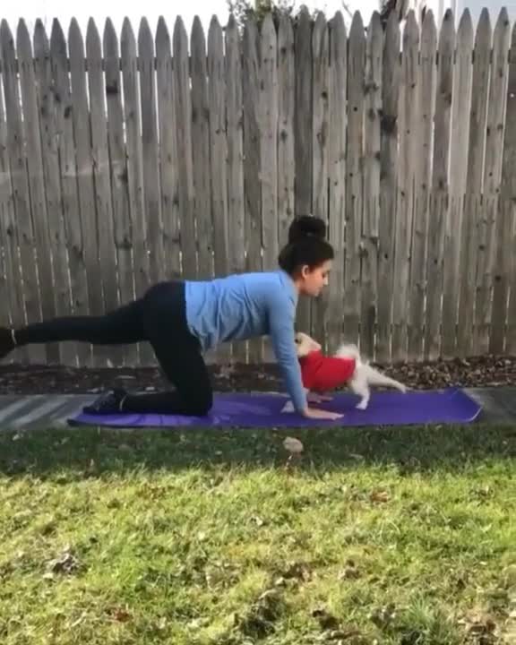 DOG COPIES MOM DOING YOGA