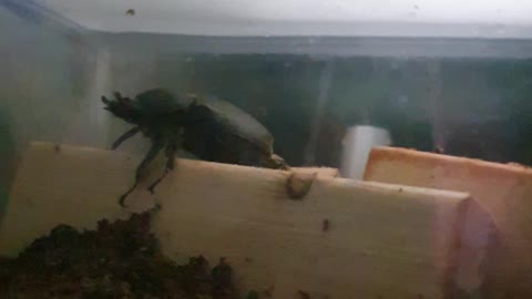 rhinoceros beetle flying video