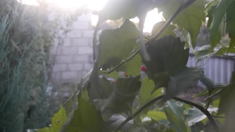 Looking through the leaves