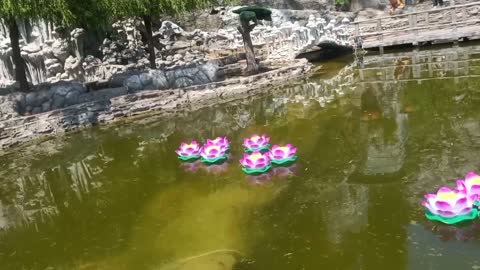 lotus lamp in water