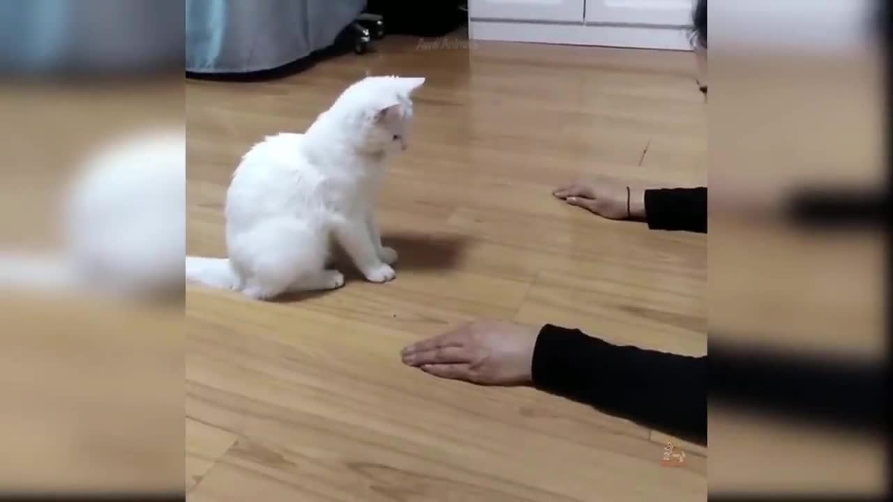 Baby Cats - Cute and Funny Cat Videos Compilation #20