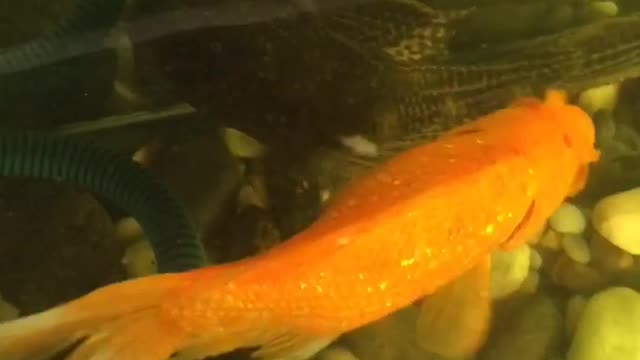 Beautiful fish , Fish video short