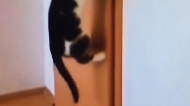 the cat knows how to open the door