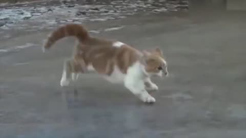 This is the right way for a cat to walk