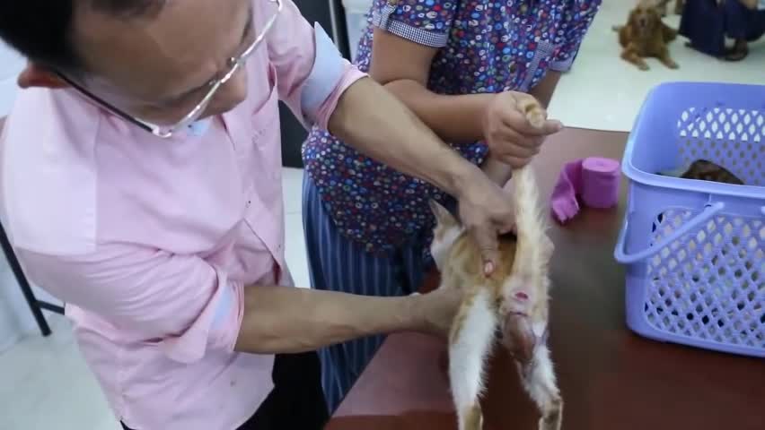 Omg! a stray cat gives birth