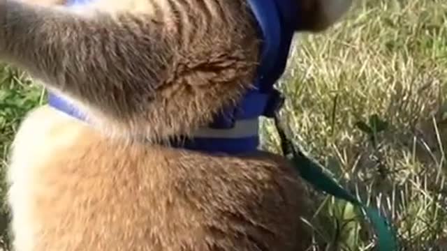 cute baby animal video compilation cute#short
