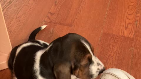 Basset Puppies