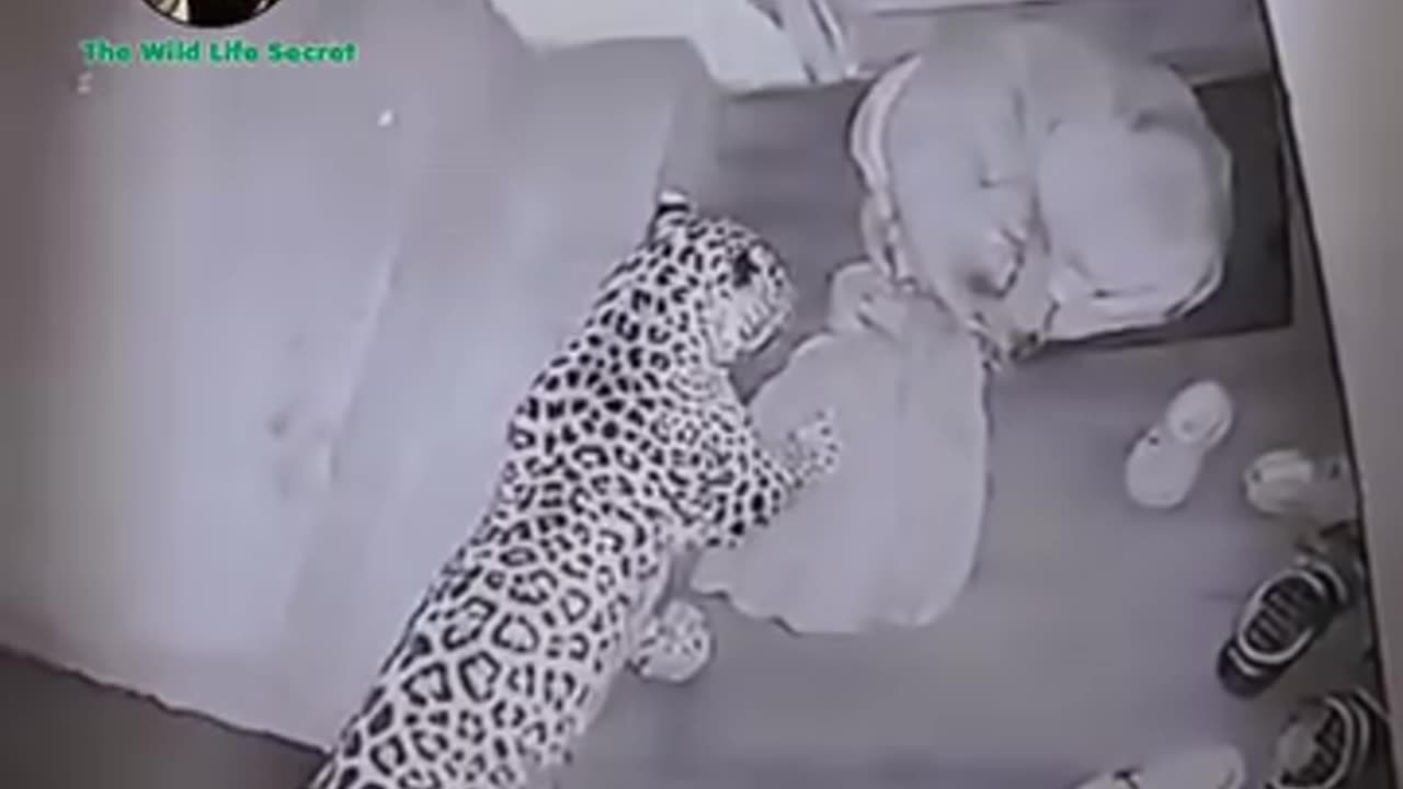 Leopard kill dogs