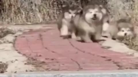 BABY ALASKAN MALAMUTE, THE CUTEST PUPPY.