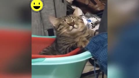 FUNNY CATS