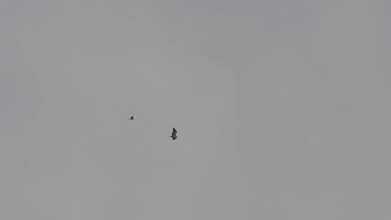 The crow attacking a hawk