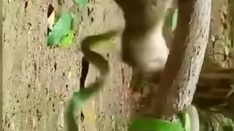 Jungle hunters -​ Fighting animals