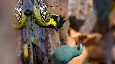 Wildlife and Funs