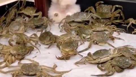 Dogs play with crabs a lot