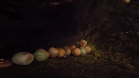 Underwater Acorns