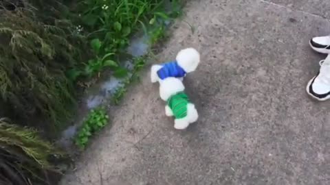 Lindo cachorro video। Perros . Cachorros graciosos