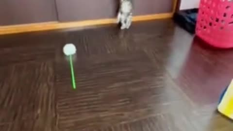Funny animals compilation 2024🐈_ Try not to laughing🤣‖ #funnyanimals