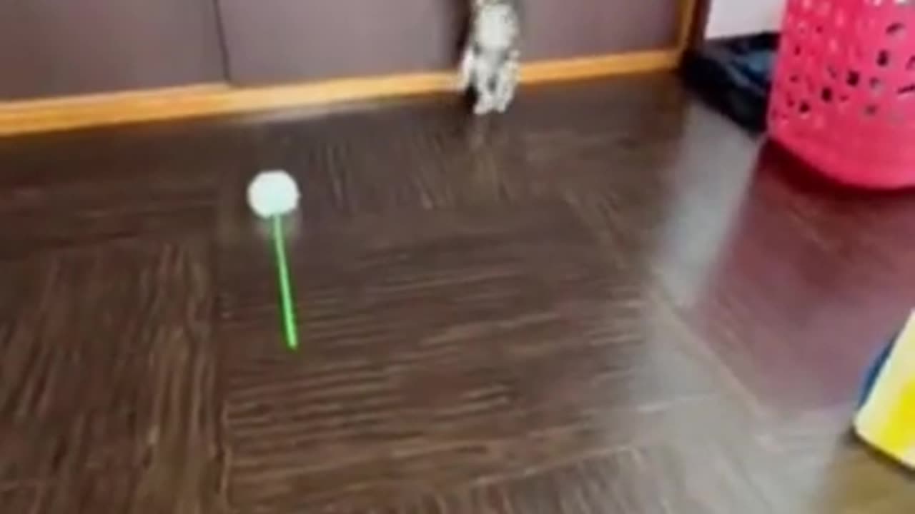 Funny animals compilation 2024🐈_ Try not to laughing🤣‖ #funnyanimals