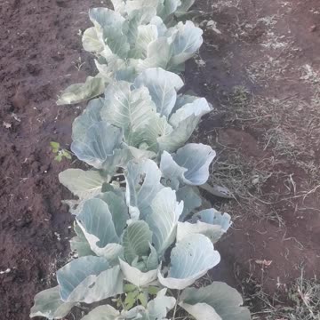 Weeded Cabbage