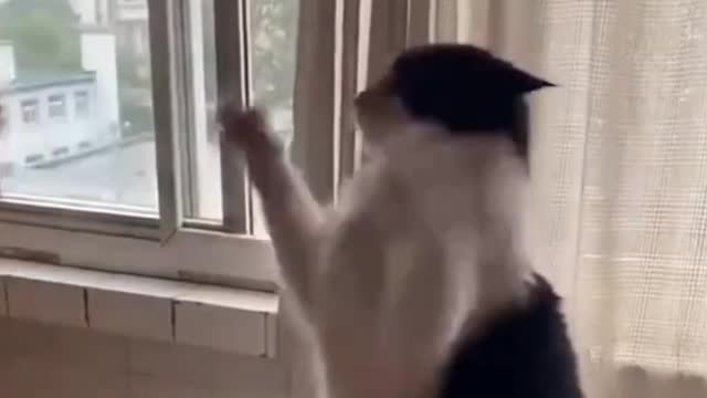 CUTE ANIMALS THAT WILL SHOCK YOU 😮