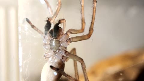 Close Up Video of a Spider