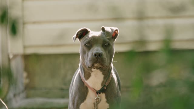 Beautiful Grey Pit Bull Looking at Camera