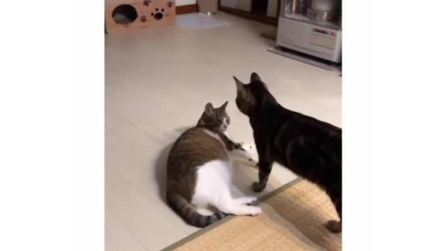 Cute cat bless you 🐱🤣
