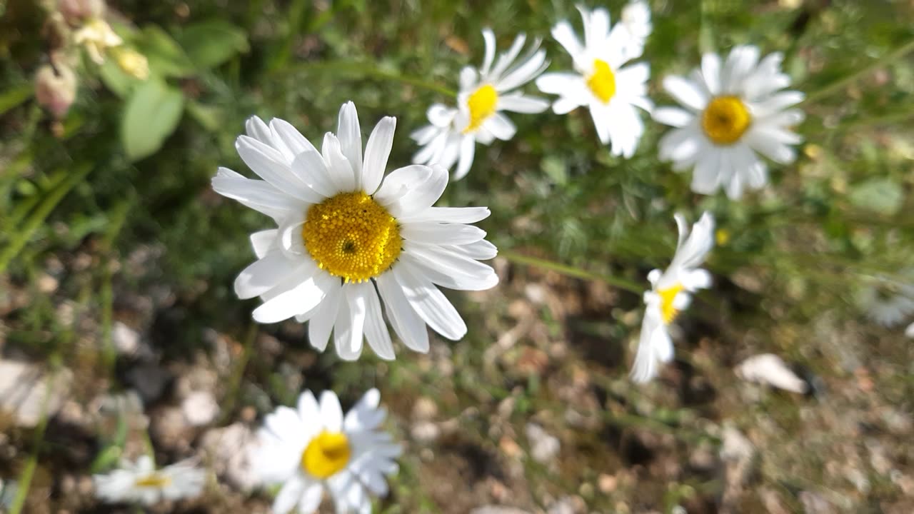 WHITE DAISIES