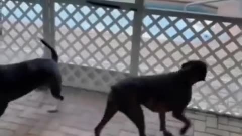 funny dog 😂😂
