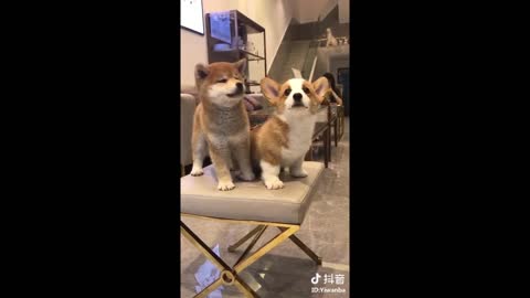 Compilation of videos of cute and funny dogs indoors