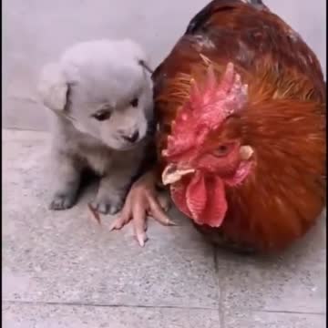 Animals funny video