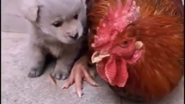 Animals funny video