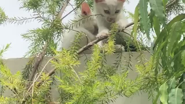 White kitten playing on wall