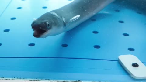 Freshwater eel