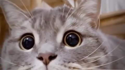 funny cat videos #03